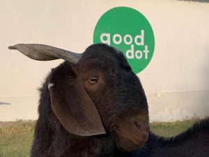 GoodDot Plant-based Meat