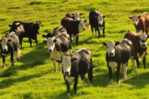 New Zealand Cows - Unsplash