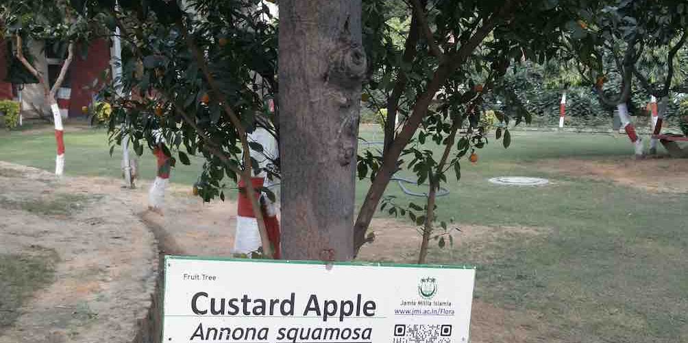 Identify the Tree QR Code