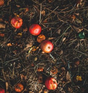 solution to food waste