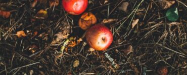 solution to food waste