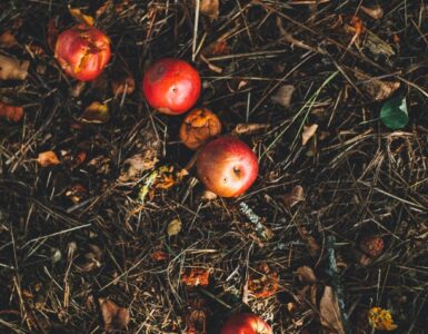 solution to food waste