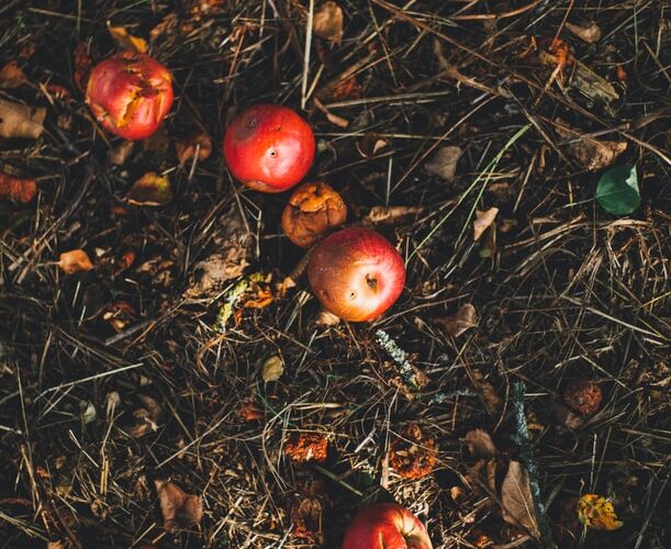 solution to food waste