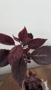 Coleus