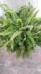 Fern Rainforest Plant