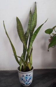 Snake Plant