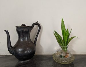 Snake Plant