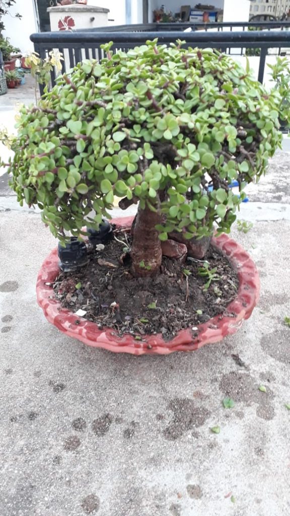 Jade Plant