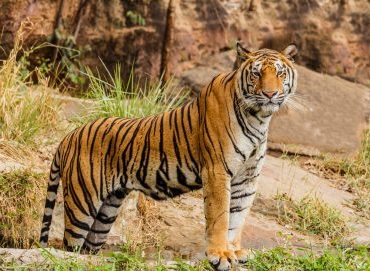 International Tiger Day