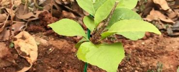 Plant a Tree