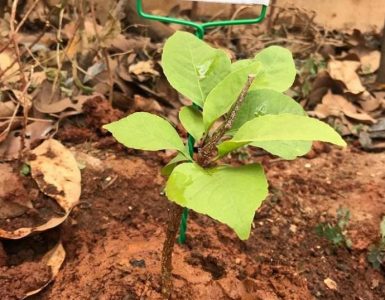 Plant a Tree