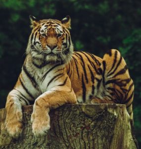 International Tiger Day