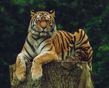 International Tiger Day