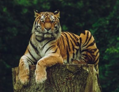 International Tiger Day