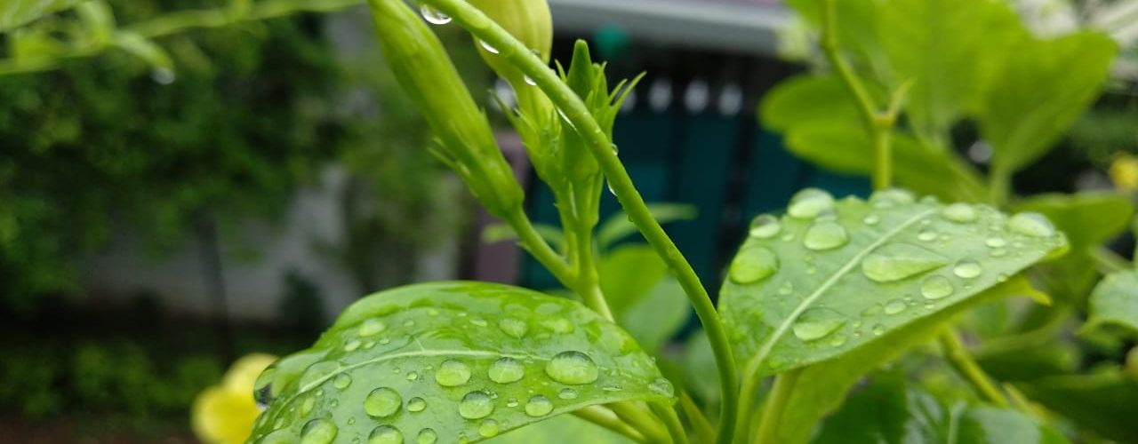 recycling rainwater