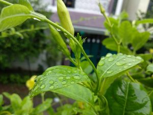 recycling rainwater