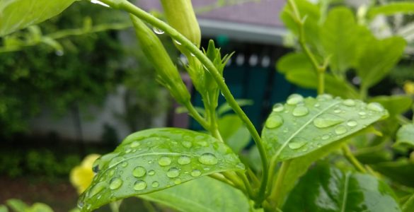 recycling rainwater