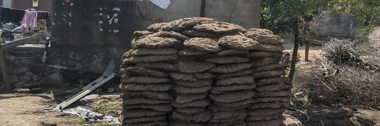 cow dung