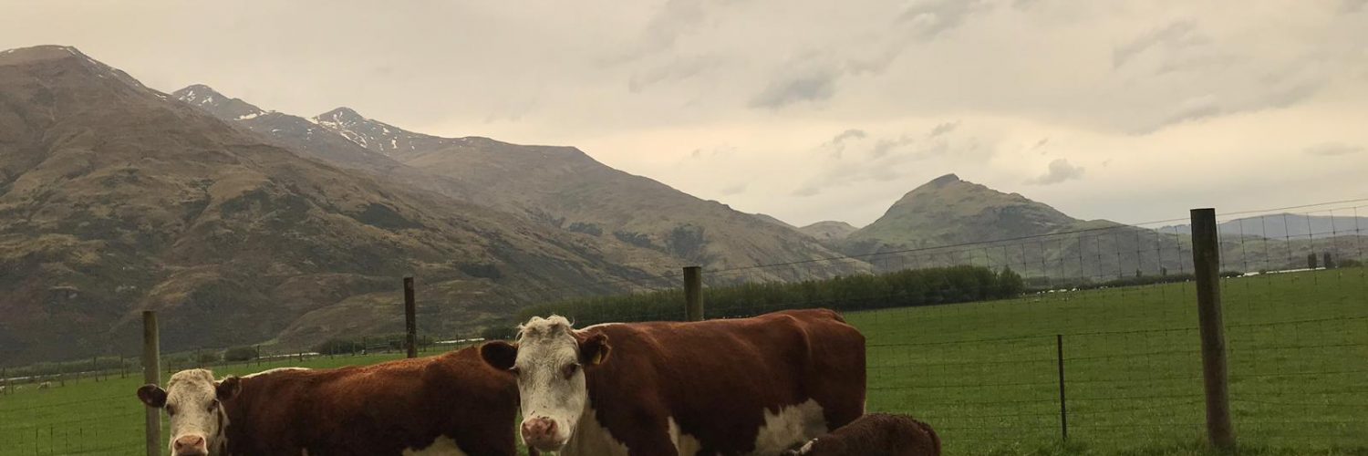 New Zealand Cows