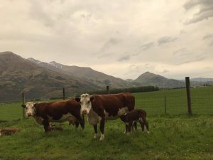 New Zealand Cows