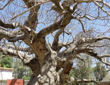 Parijat Tree