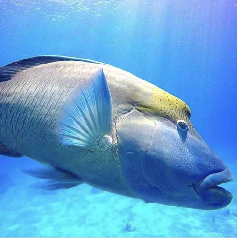 Wally Maori Wrasse – Coral Reef Fish – Change Started