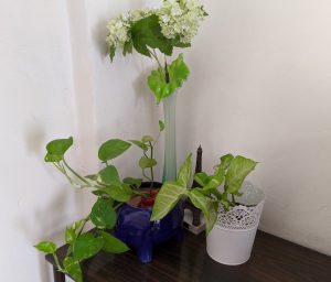 Air Purifying indoor plants