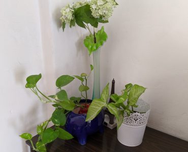 Air Purifying indoor plants