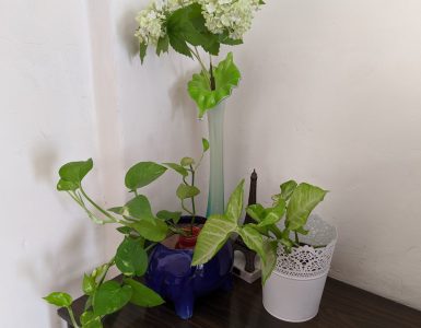 Air Purifying indoor plants