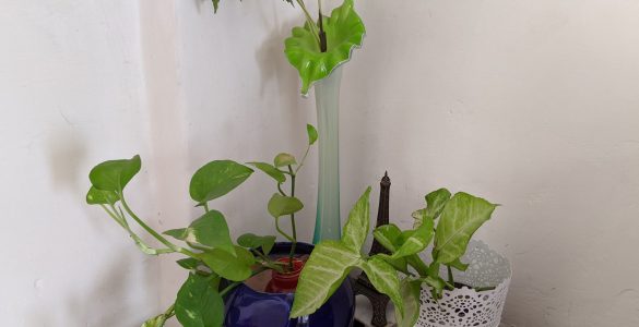 Air Purifying indoor plants