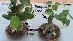 Banyan Tree and Peepal Tree Bonsai