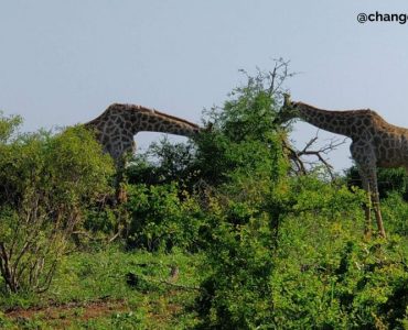 Eating Giraffe