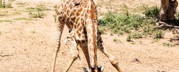 Giraffe Drinking Water