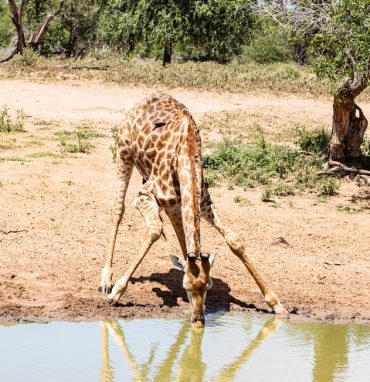 Giraffe Drinking Water