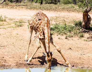 Giraffe Drinking Water