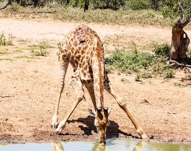 Giraffe Drinking Water