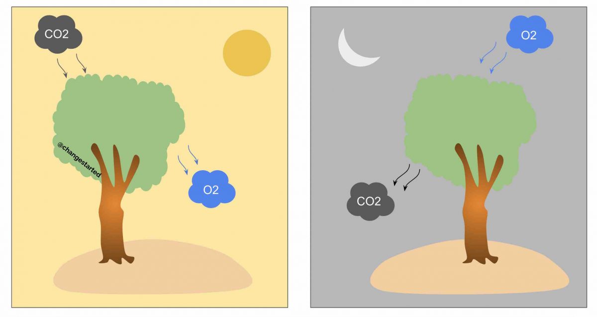 In which process do plants release oxygen information