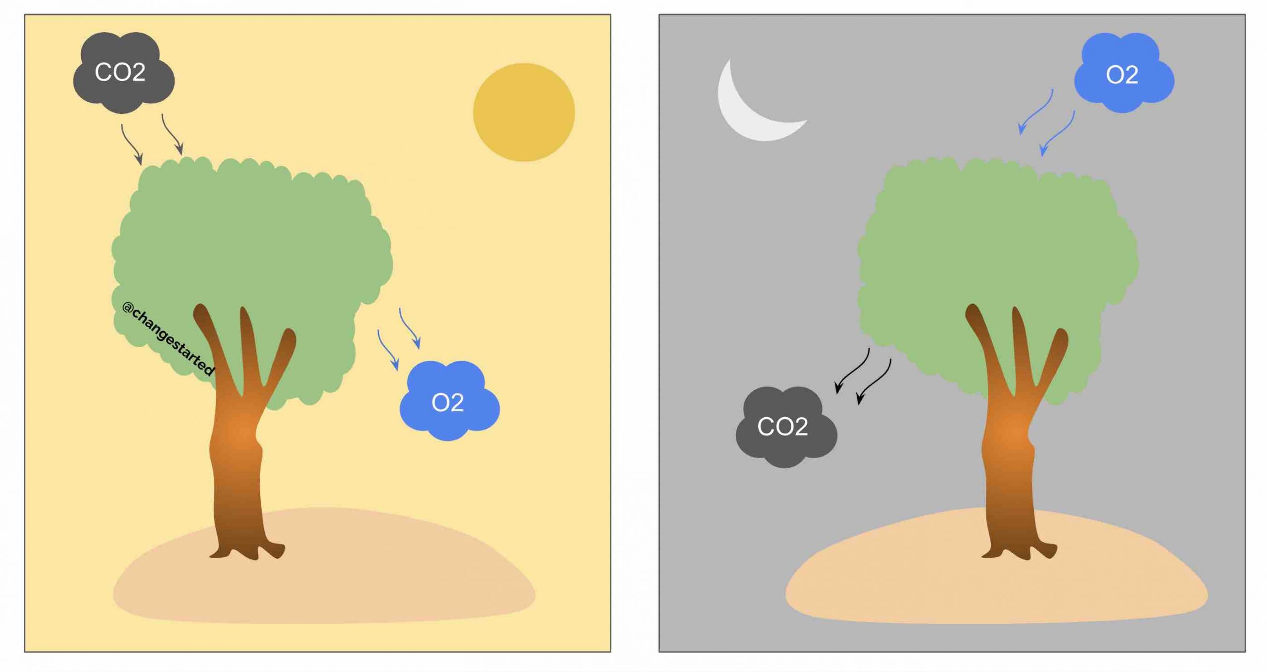 Air purifying Indoor Plants Oxygen and Good Health Change Started