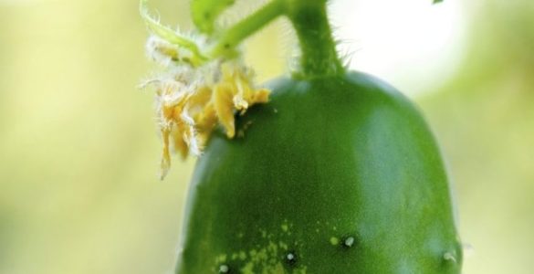 Cucumber Plant