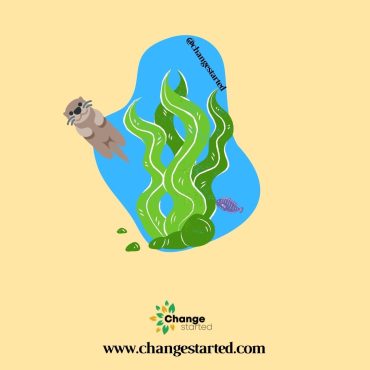 What is Seaweed