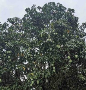 Mango Trees