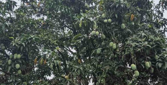 Mango Trees