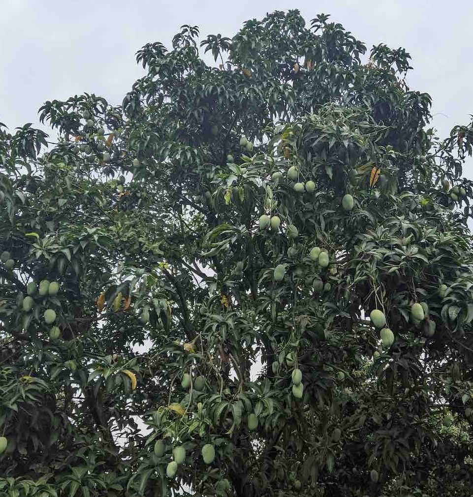 mango tree photo