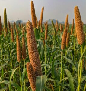Pearl Millet