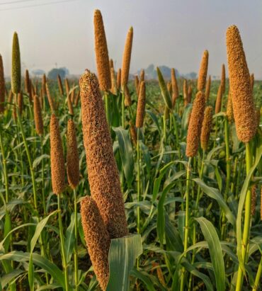 Pearl Millet