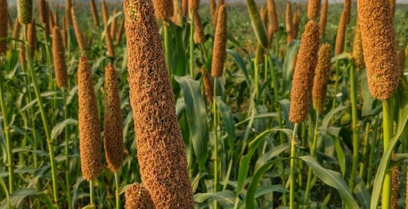 Pearl Millet