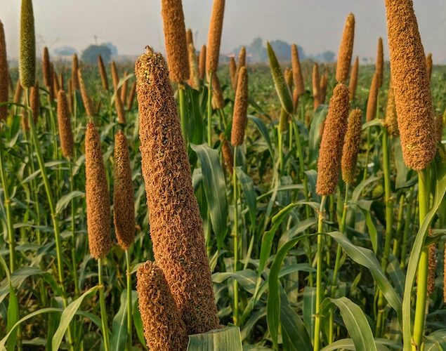 Pearl Millet