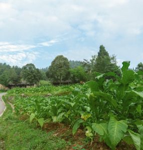 Tobacco Plant