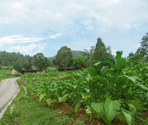 Tobacco Plant