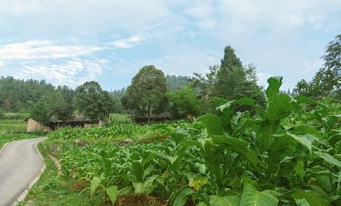 Tobacco Plant